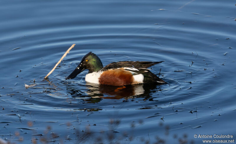 Canard souchet mâle adulte nuptial