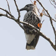 Northern Nutcracker