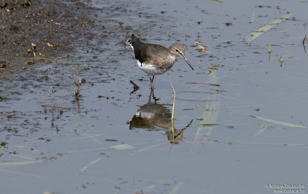 Green Sandpiperadult