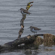 Common Sandpiper