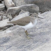 Common Sandpiper