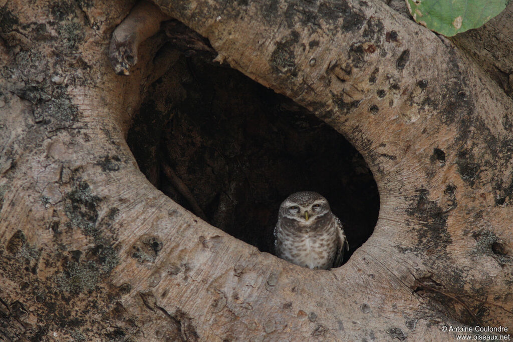 Spotted Owlet