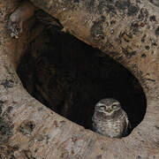 Spotted Owlet