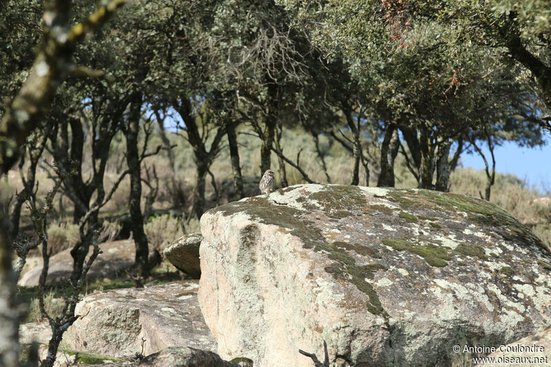 Chevêche d'Athéna, habitat