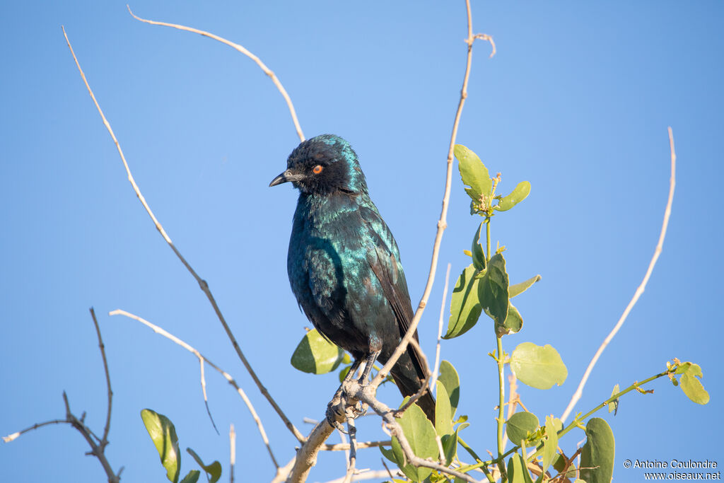 Greater Blue-eared Starlingadult