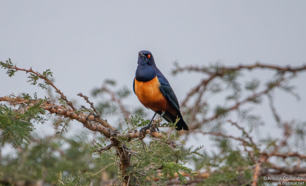 Hildebrandt's Starlingadult