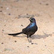 Meves's Starling