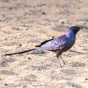 Meves's Starling