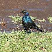 Rüppell's Starling