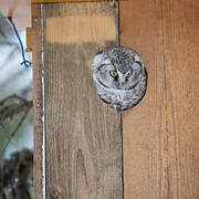 Boreal Owl