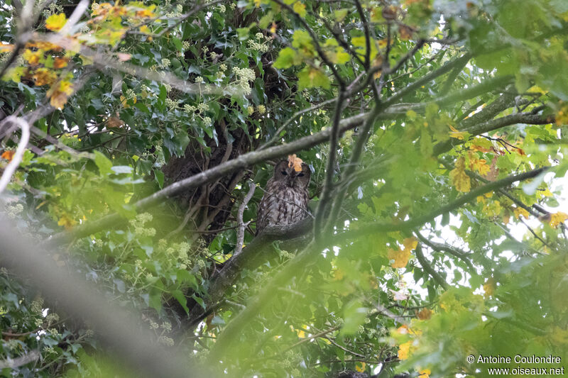 Chouette hulotteadulte, habitat