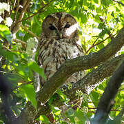 Tawny Owl