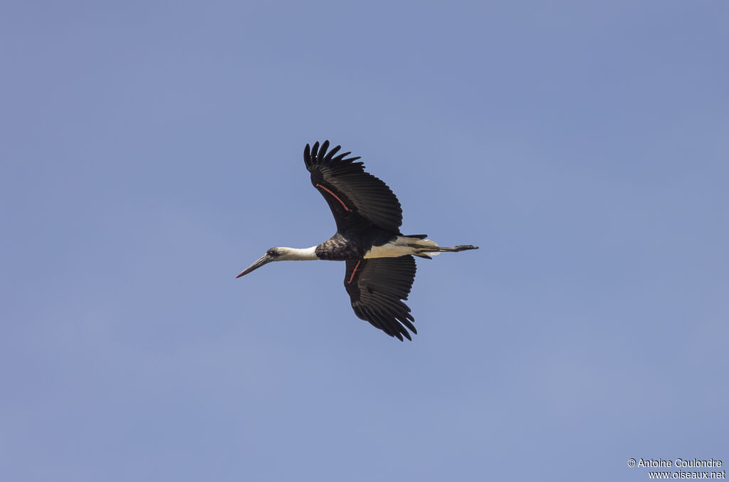 Cigogne à pattes noiresadulte, Vol