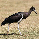 Cigogne d'Abdim