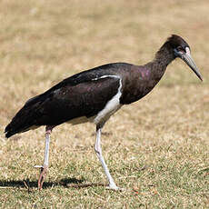 Cigogne d'Abdim