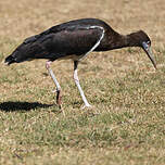 Cigogne d'Abdim