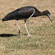 Abdim's Stork