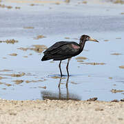 Abdim's Stork