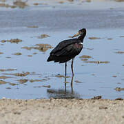 Abdim's Stork