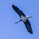Cigogne noire
