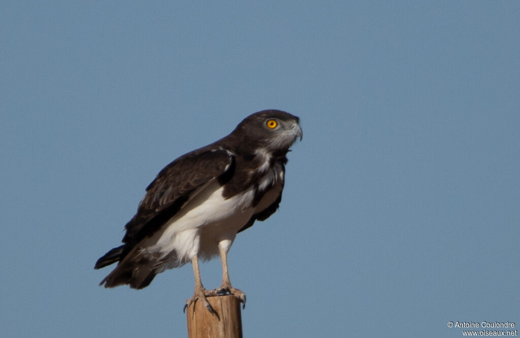 Circaète à poitrine noireadulte, portrait