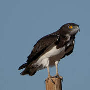 Black-chested Snake Eagle