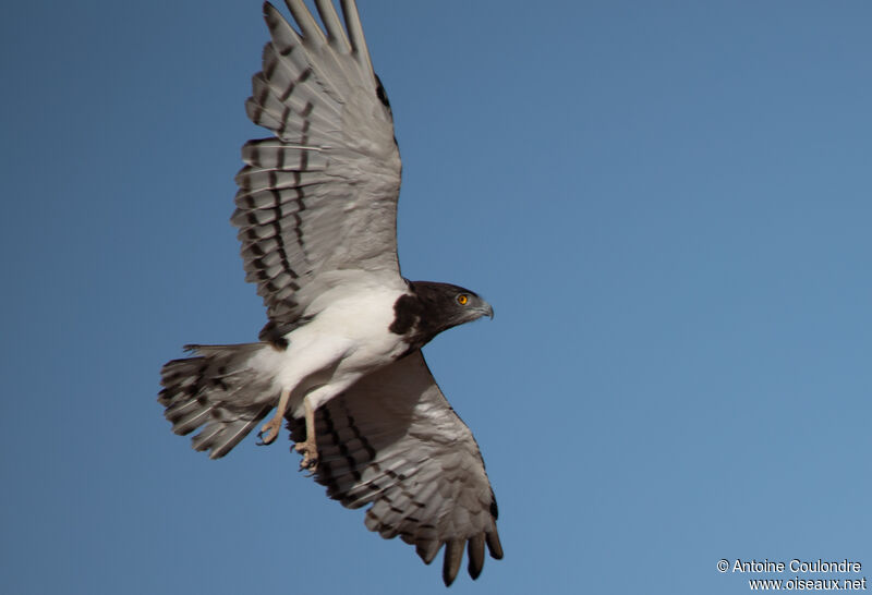 Black-chested Snake Eagleadult, Flight