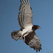 Black-chested Snake Eagle