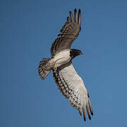 Black-chested Snake Eagle