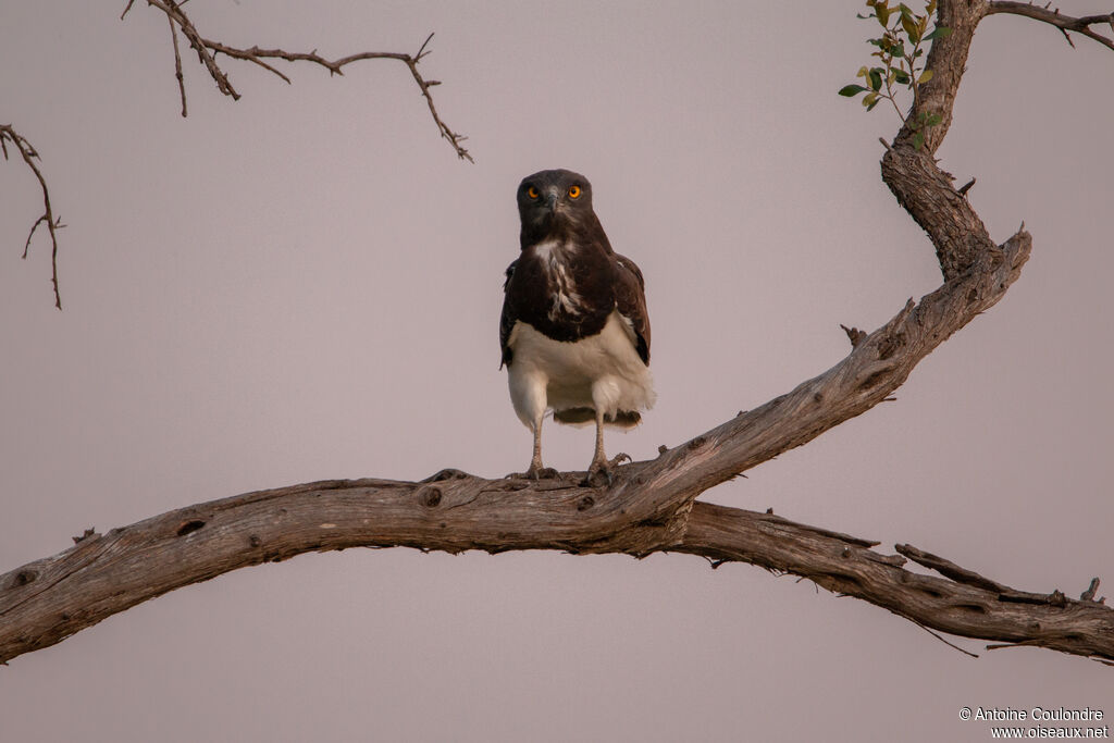 Black-chested Snake Eagle