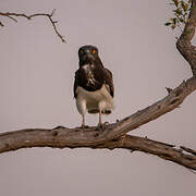 Black-chested Snake Eagle