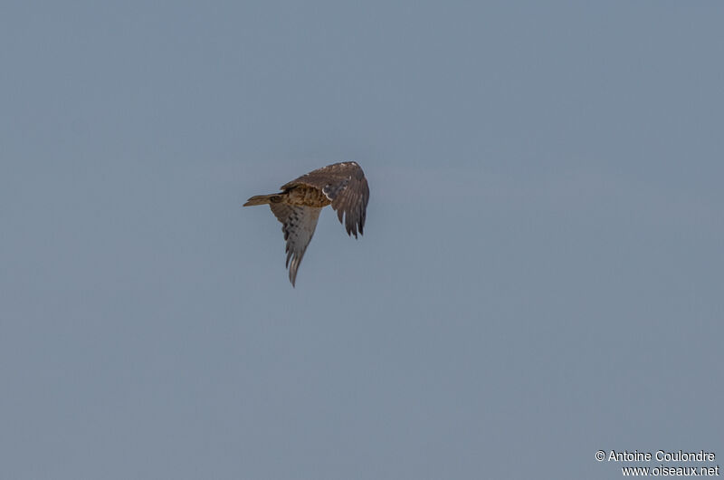 Black-chested Snake Eagleimmature, Flight