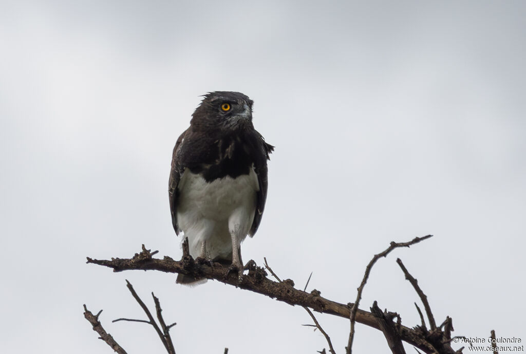 Black-chested Snake Eagle