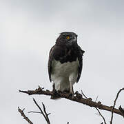 Black-chested Snake Eagle