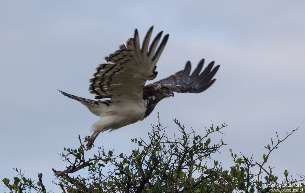 Black-chested Snake Eagle