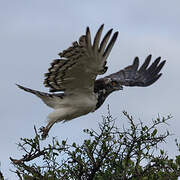 Black-chested Snake Eagle