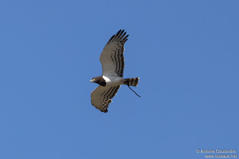 Black-chested Snake Eagleadult, Flight, fishing/hunting