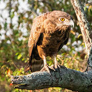 Brown Snake Eagle