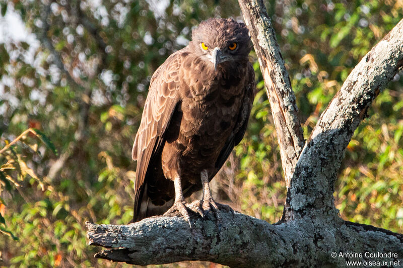 Brown Snake Eagle