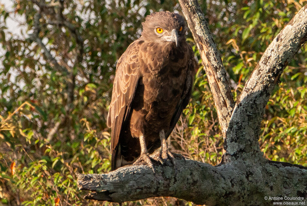 Brown Snake Eagle