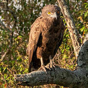 Brown Snake Eagle