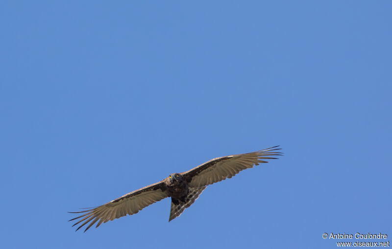 Brown Snake Eagleadult, Flight