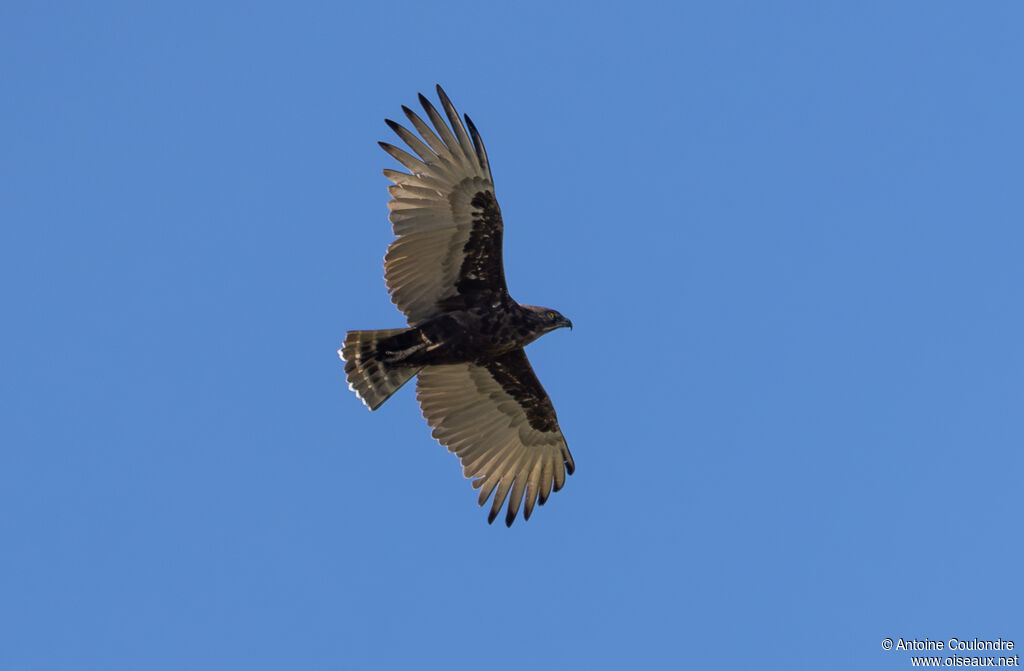 Brown Snake Eagleadult, Flight