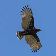 Brown Snake Eagle