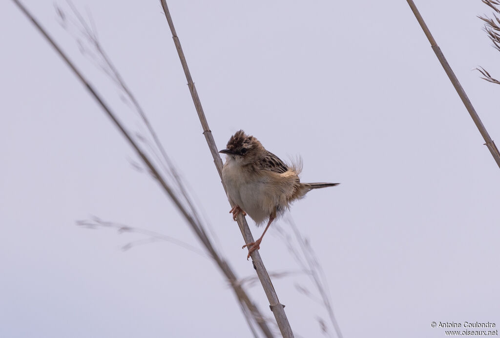 Zitting Cisticola male adult breeding, song