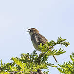 Cisticole grinçante