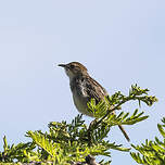 Cisticole grinçante