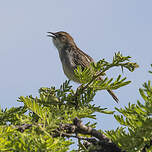 Cisticole grinçante