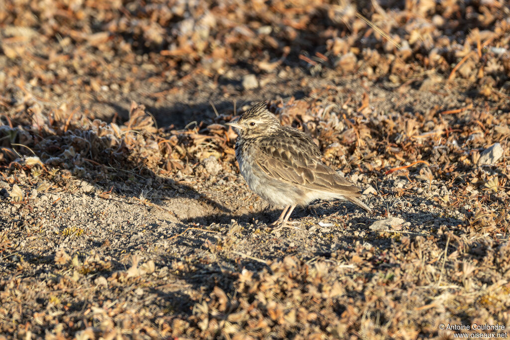 Thekla's Larkadult, eats