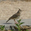 Cochevis huppé